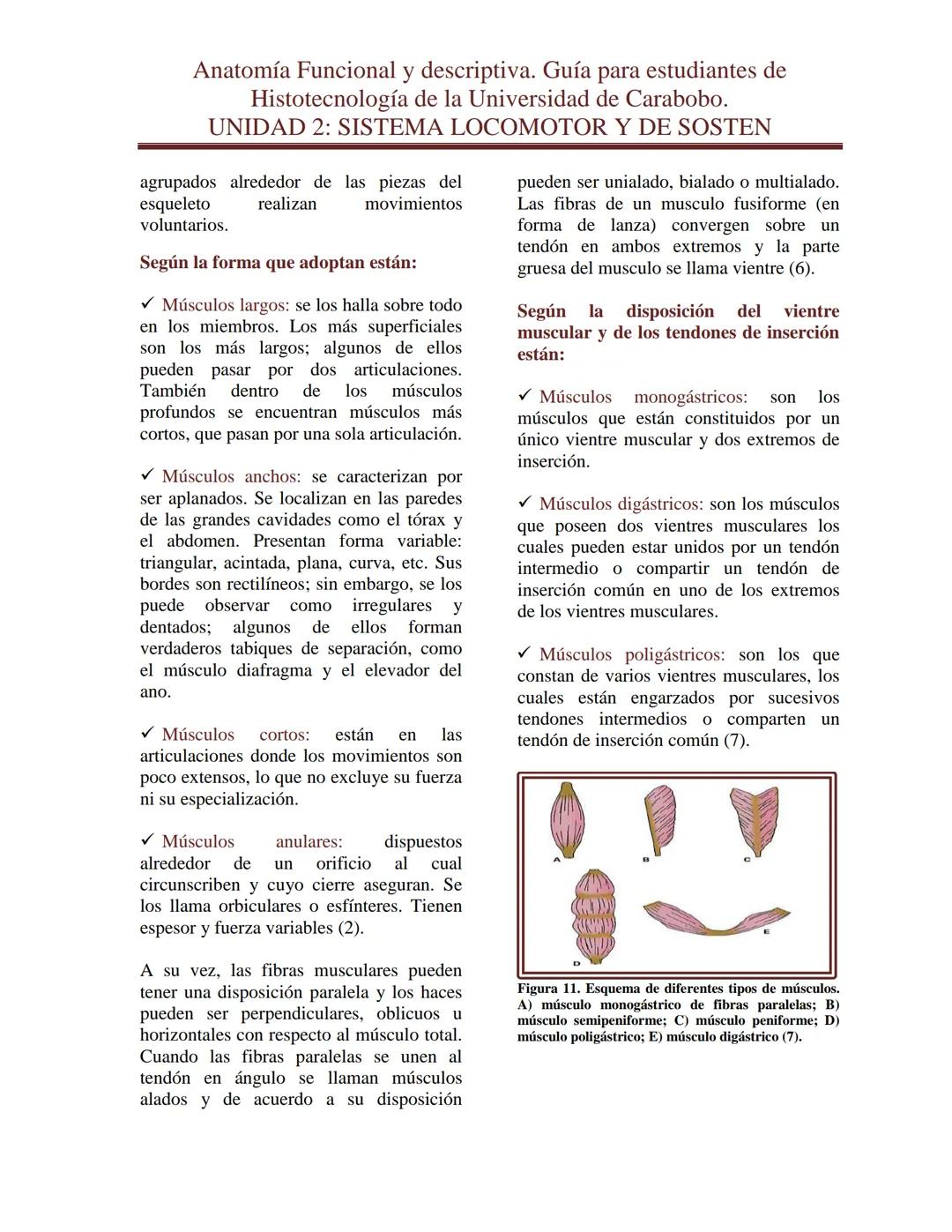 --- OCR Start ---
Anatomía Funcional y descriptiva. Guía para estudiantes de
Histotecnología de la Universidad de Carabobo.
UNIDAD 2: SISTEM