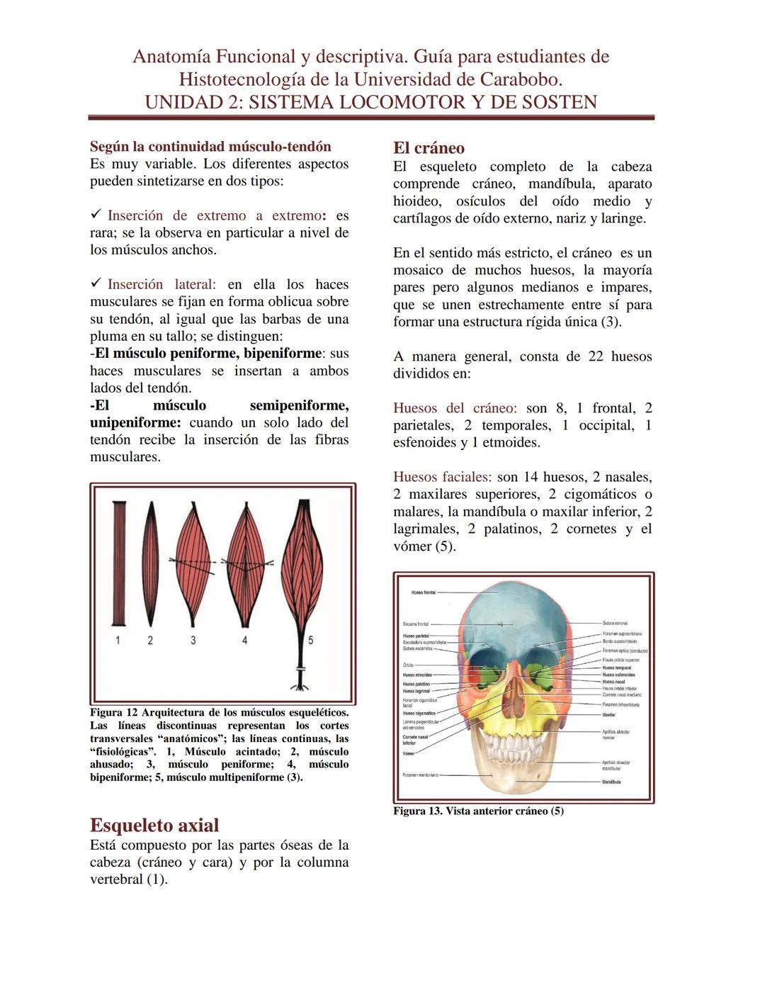 --- OCR Start ---
Anatomía Funcional y descriptiva. Guía para estudiantes de
Histotecnología de la Universidad de Carabobo.
UNIDAD 2: SISTEM