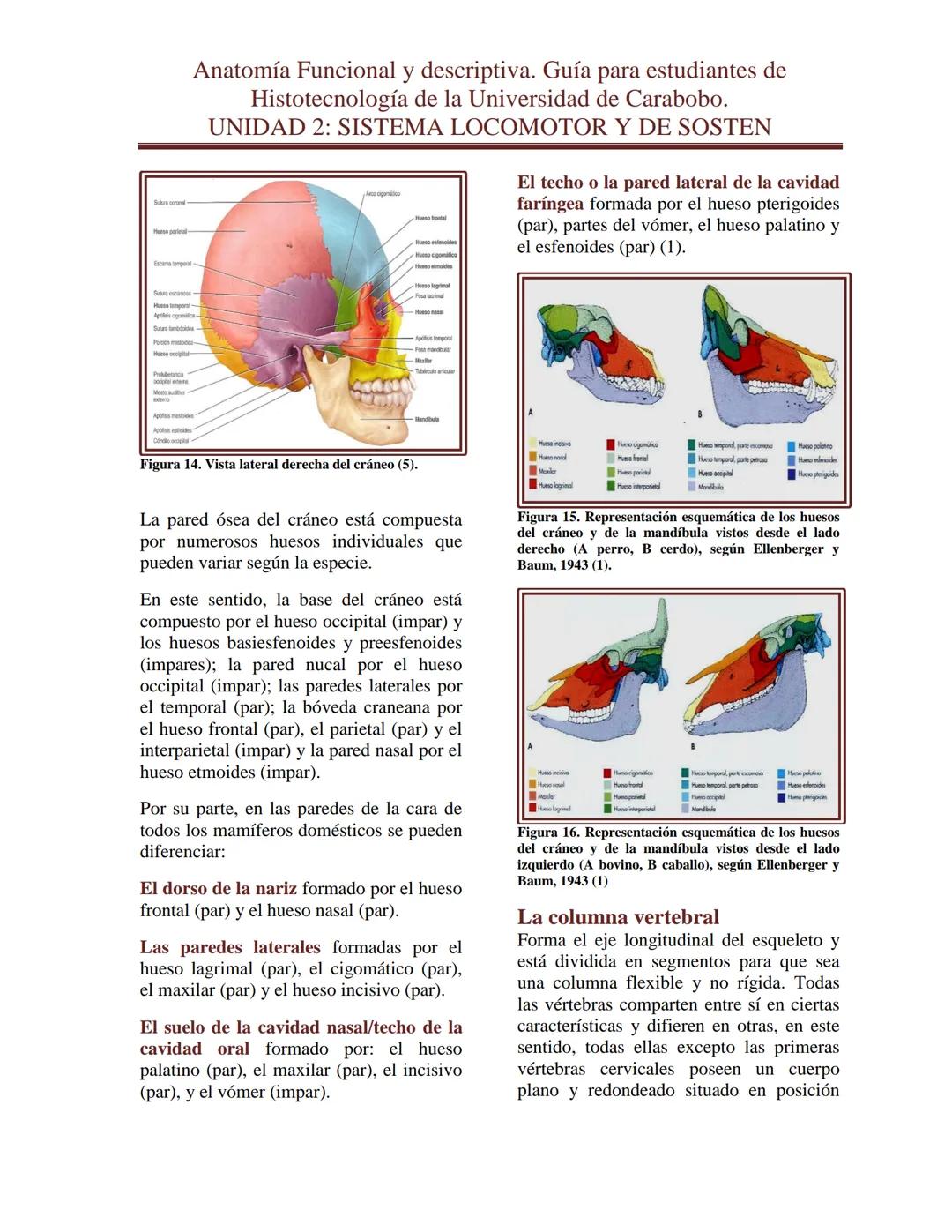 --- OCR Start ---
Anatomía Funcional y descriptiva. Guía para estudiantes de
Histotecnología de la Universidad de Carabobo.
UNIDAD 2: SISTEM