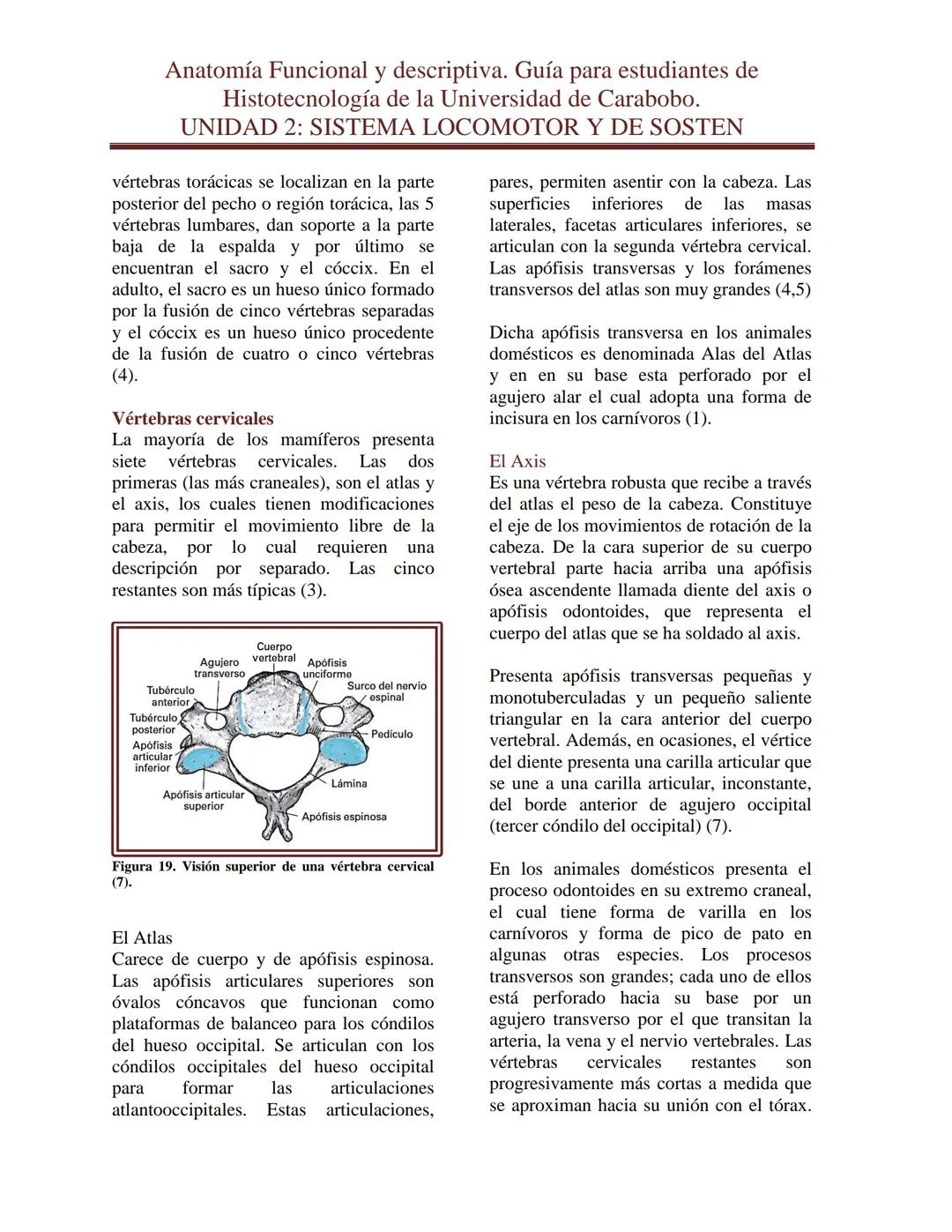 --- OCR Start ---
Anatomía Funcional y descriptiva. Guía para estudiantes de
Histotecnología de la Universidad de Carabobo.
UNIDAD 2: SISTEM