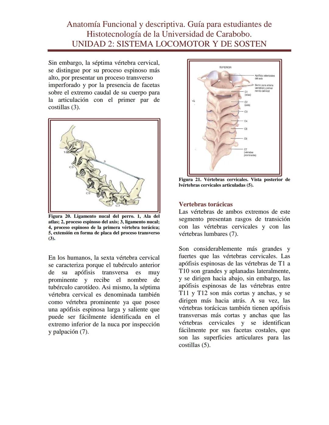 --- OCR Start ---
Anatomía Funcional y descriptiva. Guía para estudiantes de
Histotecnología de la Universidad de Carabobo.
UNIDAD 2: SISTEM