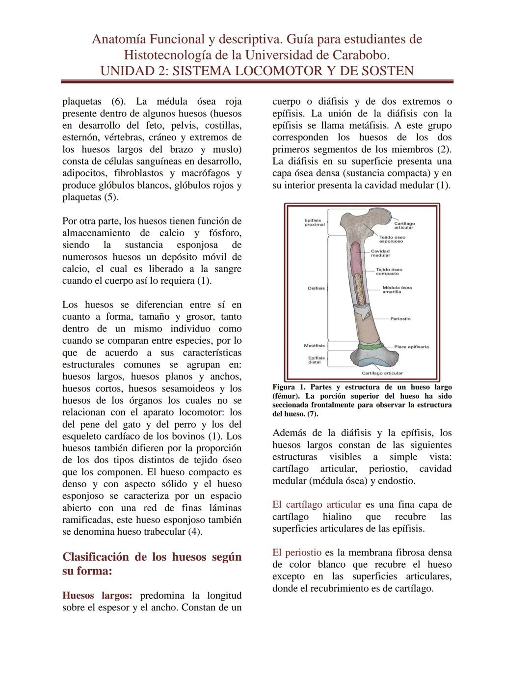 --- OCR Start ---
Anatomía Funcional y descriptiva. Guía para estudiantes de
Histotecnología de la Universidad de Carabobo.
UNIDAD 2: SISTEM
