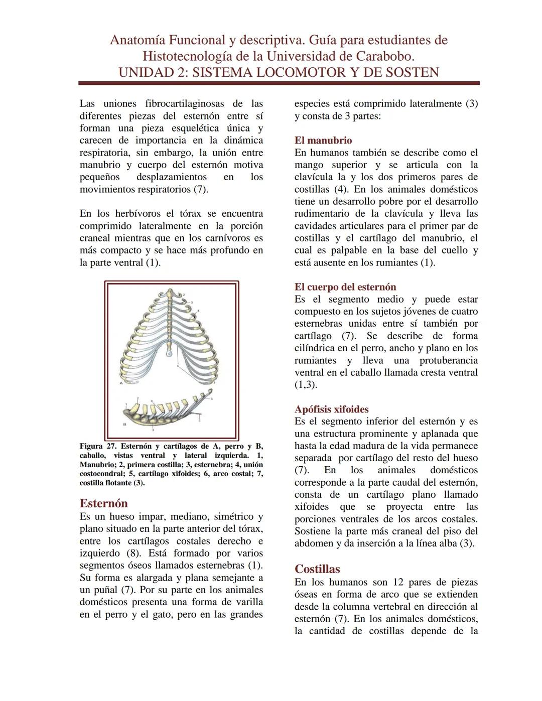 --- OCR Start ---
Anatomía Funcional y descriptiva. Guía para estudiantes de
Histotecnología de la Universidad de Carabobo.
UNIDAD 2: SISTEM