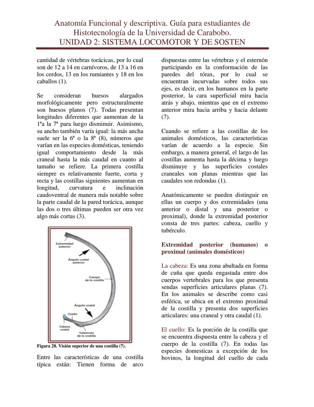 --- OCR Start ---
Anatomía Funcional y descriptiva. Guía para estudiantes de
Histotecnología de la Universidad de Carabobo.
UNIDAD 2: SISTEM