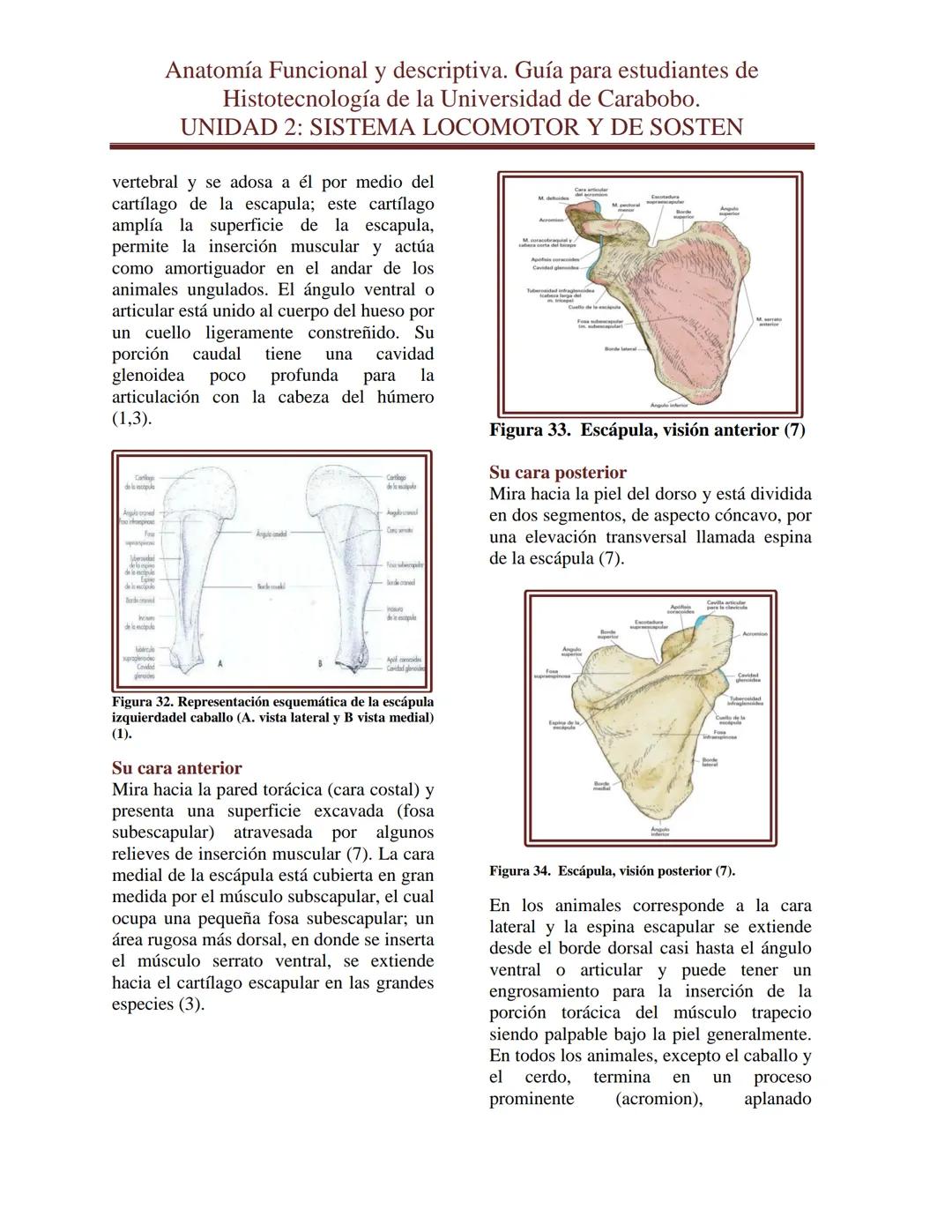 --- OCR Start ---
Anatomía Funcional y descriptiva. Guía para estudiantes de
Histotecnología de la Universidad de Carabobo.
UNIDAD 2: SISTEM