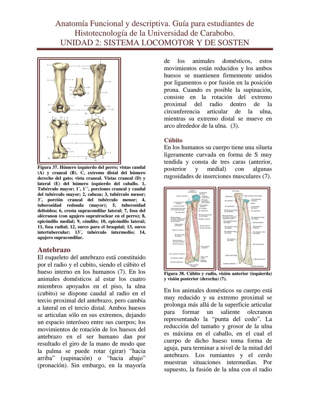 --- OCR Start ---
Anatomía Funcional y descriptiva. Guía para estudiantes de
Histotecnología de la Universidad de Carabobo.
UNIDAD 2: SISTEM