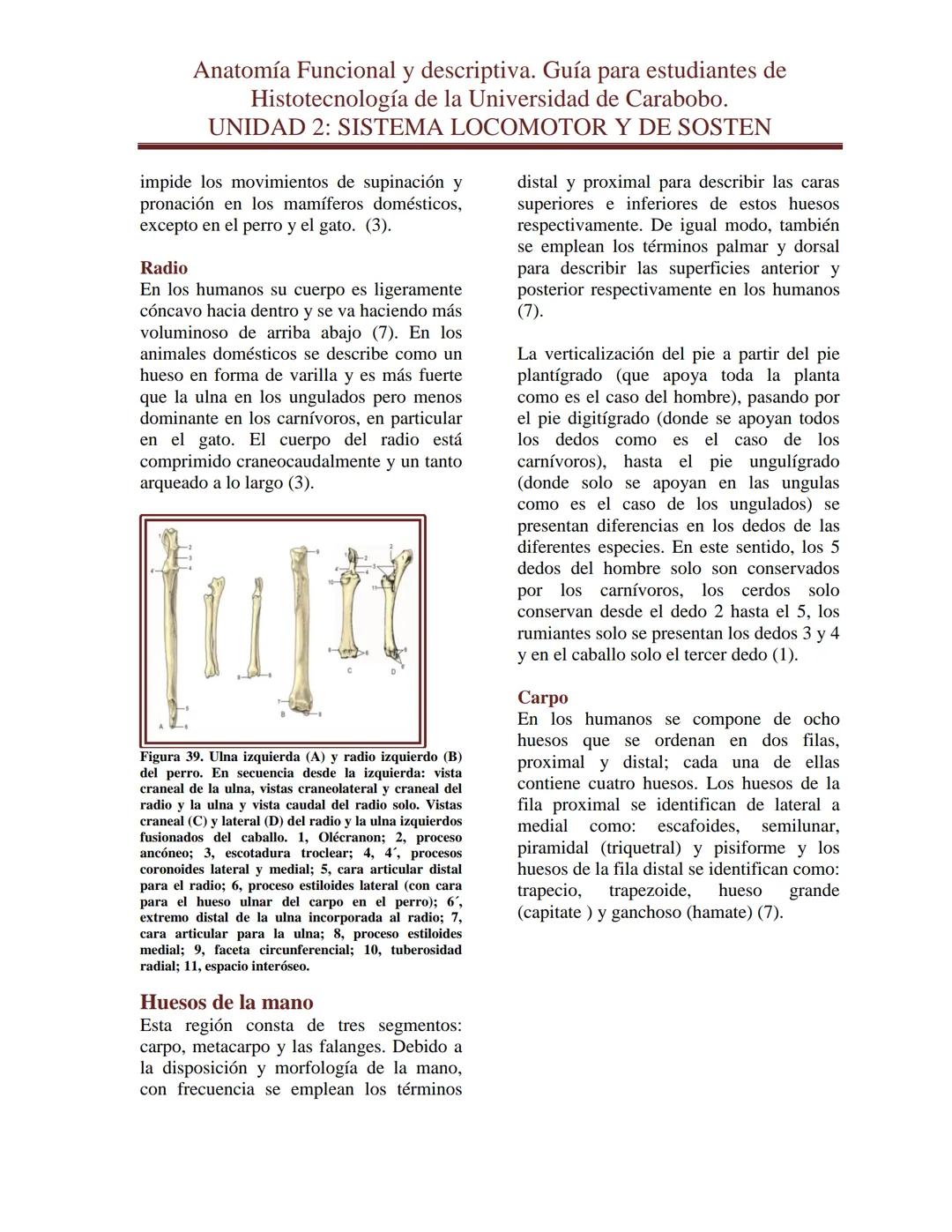 --- OCR Start ---
Anatomía Funcional y descriptiva. Guía para estudiantes de
Histotecnología de la Universidad de Carabobo.
UNIDAD 2: SISTEM