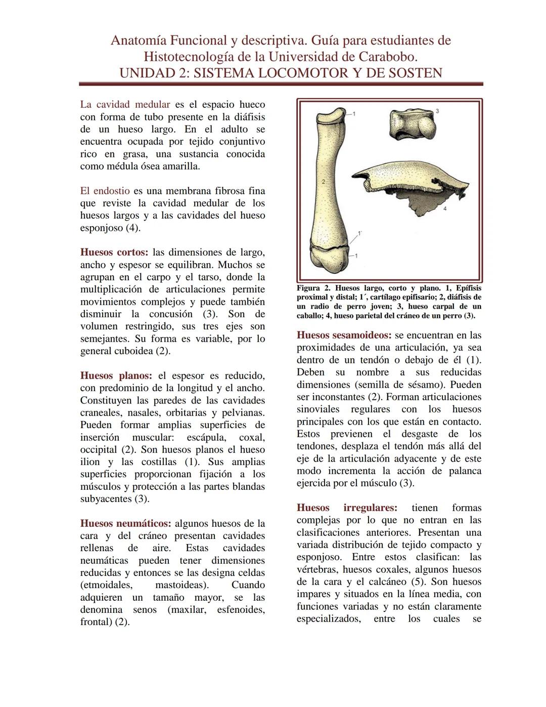 --- OCR Start ---
Anatomía Funcional y descriptiva. Guía para estudiantes de
Histotecnología de la Universidad de Carabobo.
UNIDAD 2: SISTEM