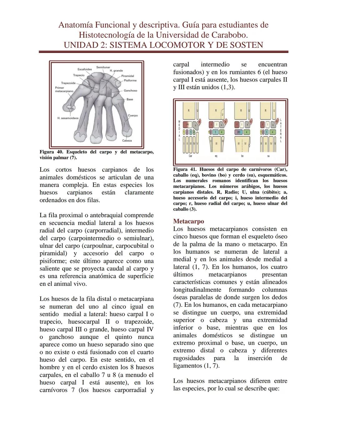--- OCR Start ---
Anatomía Funcional y descriptiva. Guía para estudiantes de
Histotecnología de la Universidad de Carabobo.
UNIDAD 2: SISTEM
