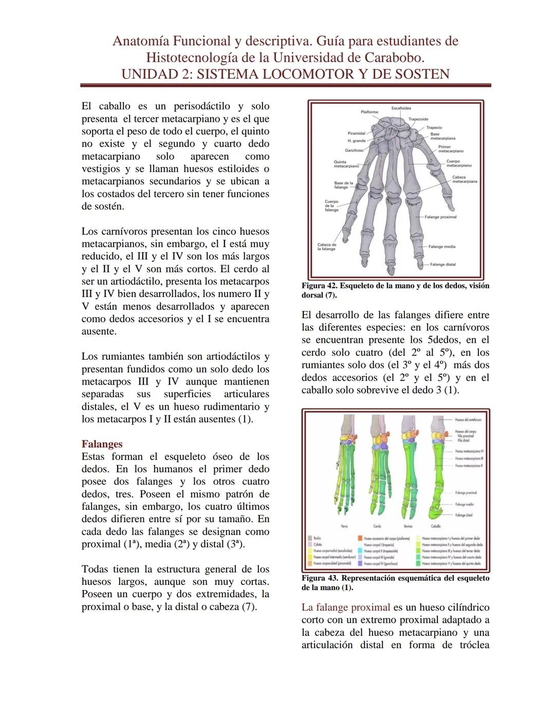 --- OCR Start ---
Anatomía Funcional y descriptiva. Guía para estudiantes de
Histotecnología de la Universidad de Carabobo.
UNIDAD 2: SISTEM