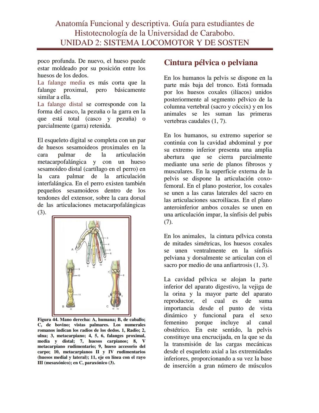 --- OCR Start ---
Anatomía Funcional y descriptiva. Guía para estudiantes de
Histotecnología de la Universidad de Carabobo.
UNIDAD 2: SISTEM