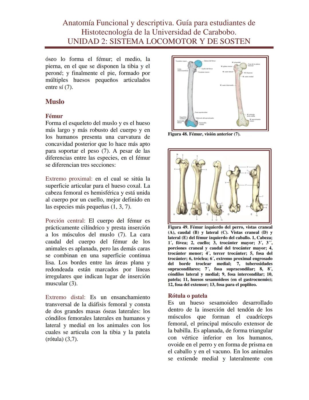 --- OCR Start ---
Anatomía Funcional y descriptiva. Guía para estudiantes de
Histotecnología de la Universidad de Carabobo.
UNIDAD 2: SISTEM