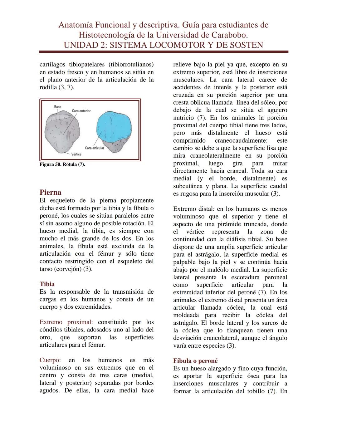 --- OCR Start ---
Anatomía Funcional y descriptiva. Guía para estudiantes de
Histotecnología de la Universidad de Carabobo.
UNIDAD 2: SISTEM