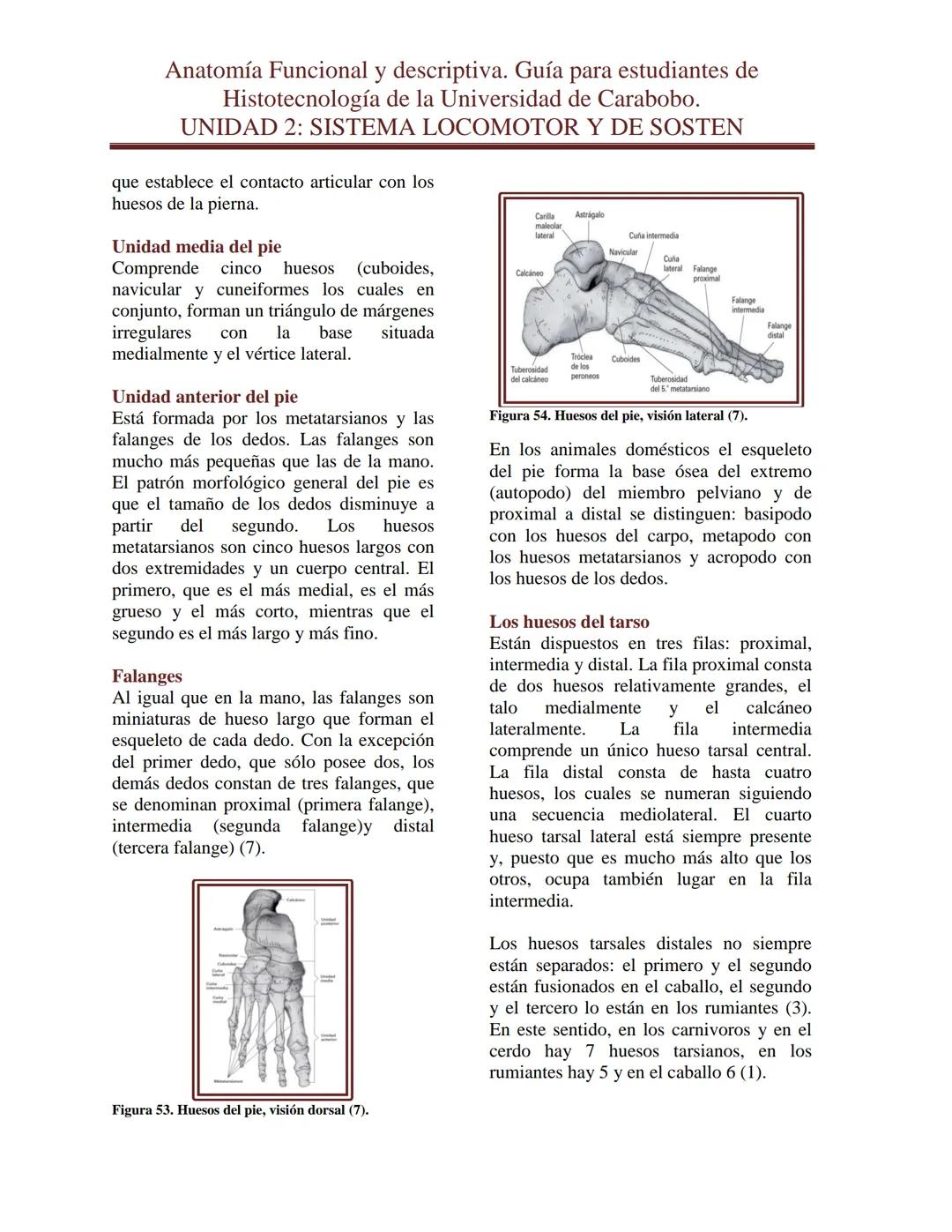 --- OCR Start ---
Anatomía Funcional y descriptiva. Guía para estudiantes de
Histotecnología de la Universidad de Carabobo.
UNIDAD 2: SISTEM