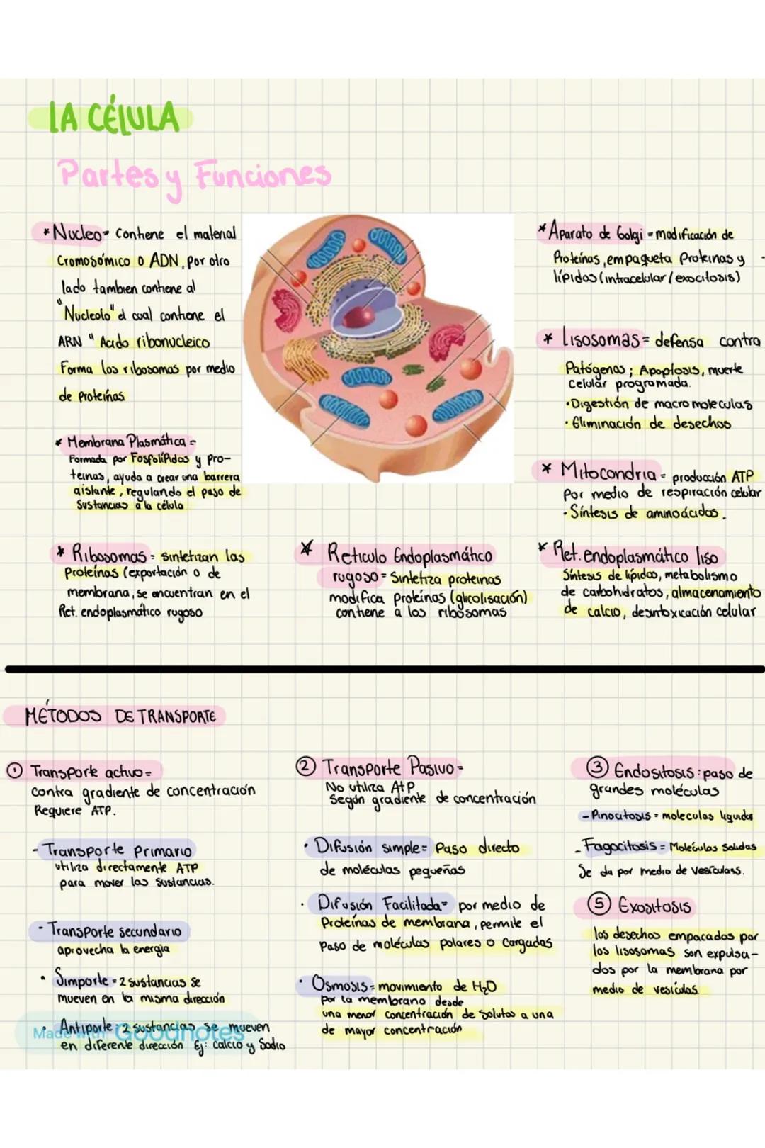 # LA CÉLULA
Partes y Funciones
*Nucleo contiene el material
CromosÓMICO O ADN, por otro
lado tambien contiene al
"Nucleolo" el cual contie