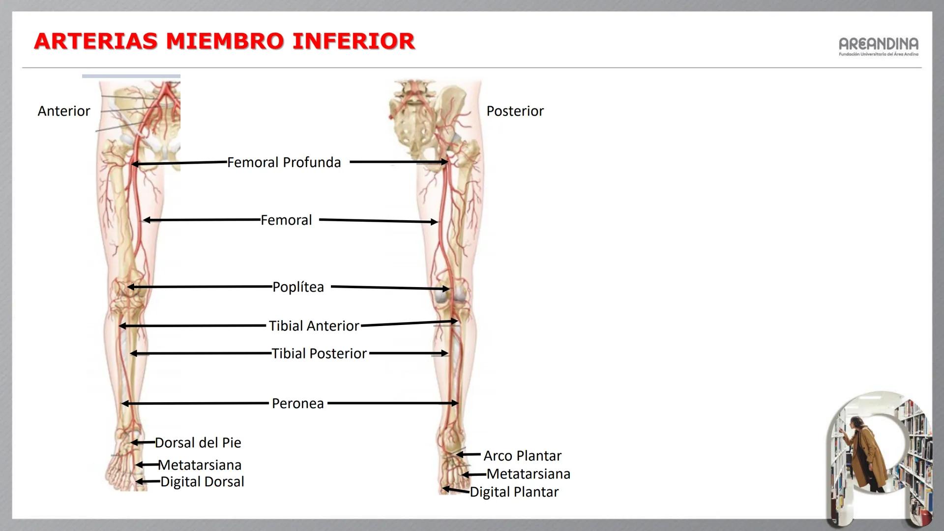 # ENFERMERÍA
# MORFOFISIOLOGÍA I
Sistema Cardiovascular
- Sistema Linfático
AREANDINA
Fundación Universitaria del Área Andina # VASOS SA