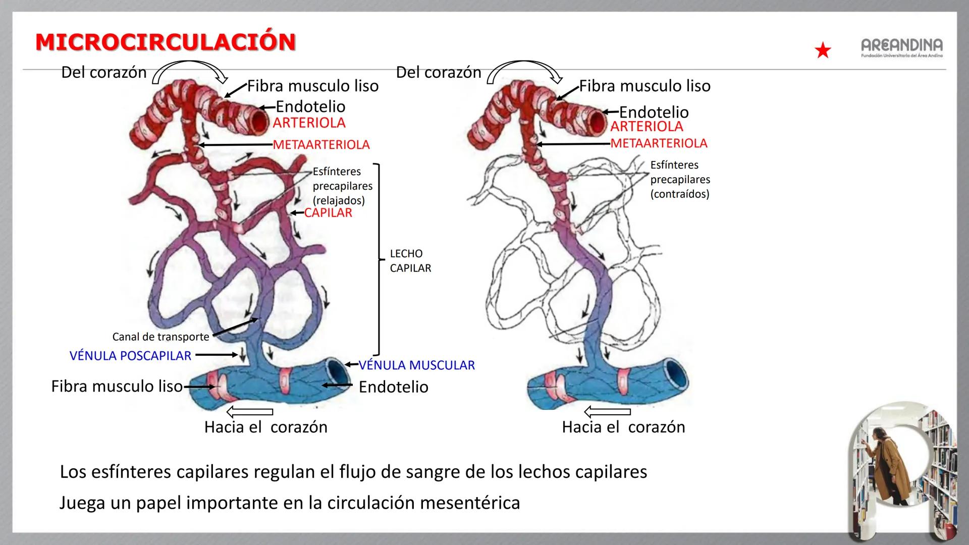 # ENFERMERÍA
# MORFOFISIOLOGÍA I
Sistema Cardiovascular
- Sistema Linfático
AREANDINA
Fundación Universitaria del Área Andina # VASOS SA