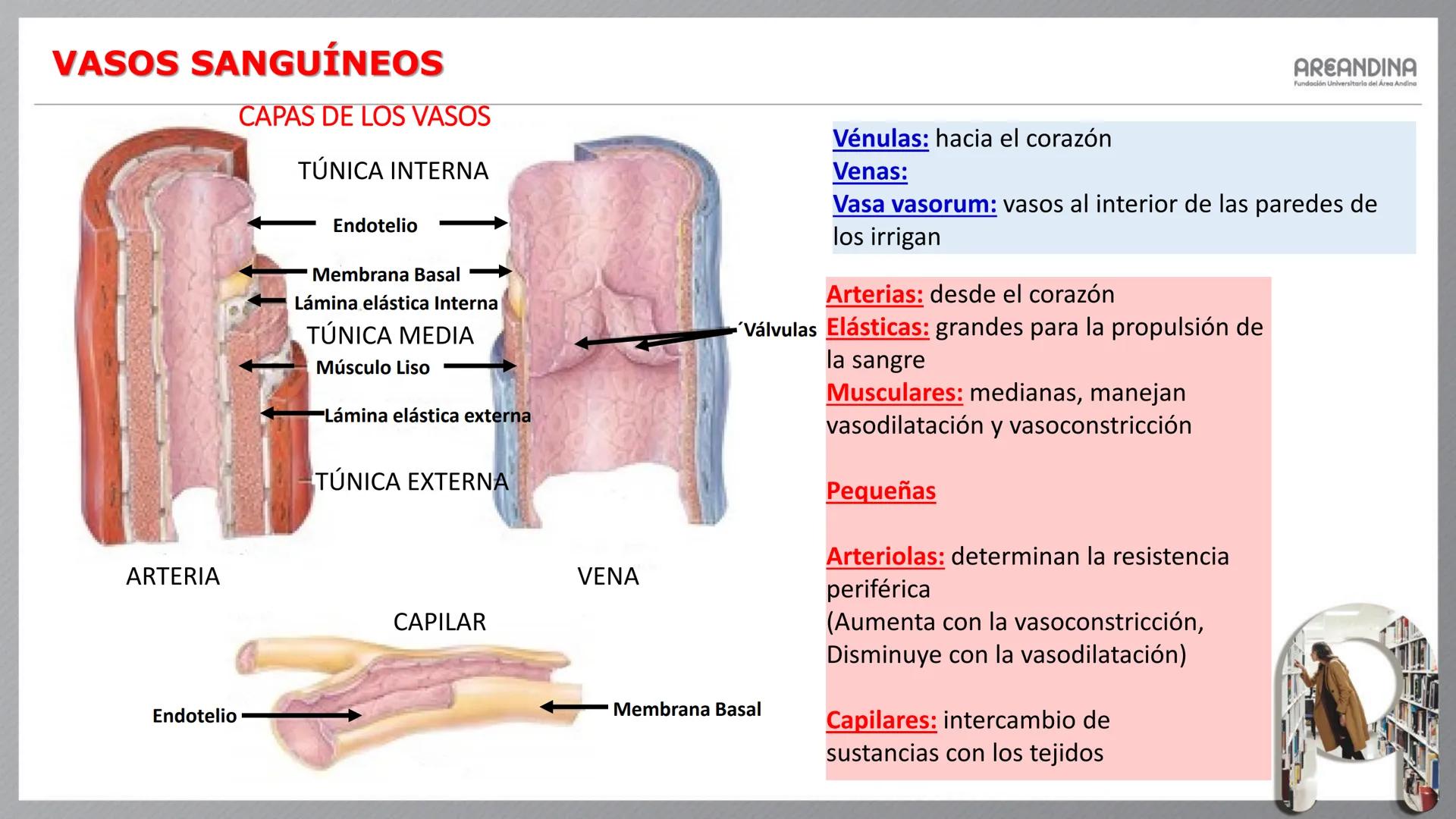 # ENFERMERÍA
# MORFOFISIOLOGÍA I
Sistema Cardiovascular
- Sistema Linfático
AREANDINA
Fundación Universitaria del Área Andina # VASOS SA