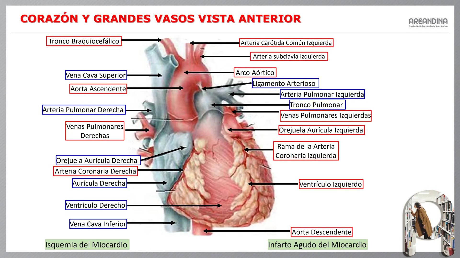 # ENFERMERÍA
# MORFOFISIOLOGÍA I
Sistema Cardiovascular
- Sistema Linfático
AREANDINA
Fundación Universitaria del Área Andina # VASOS SA