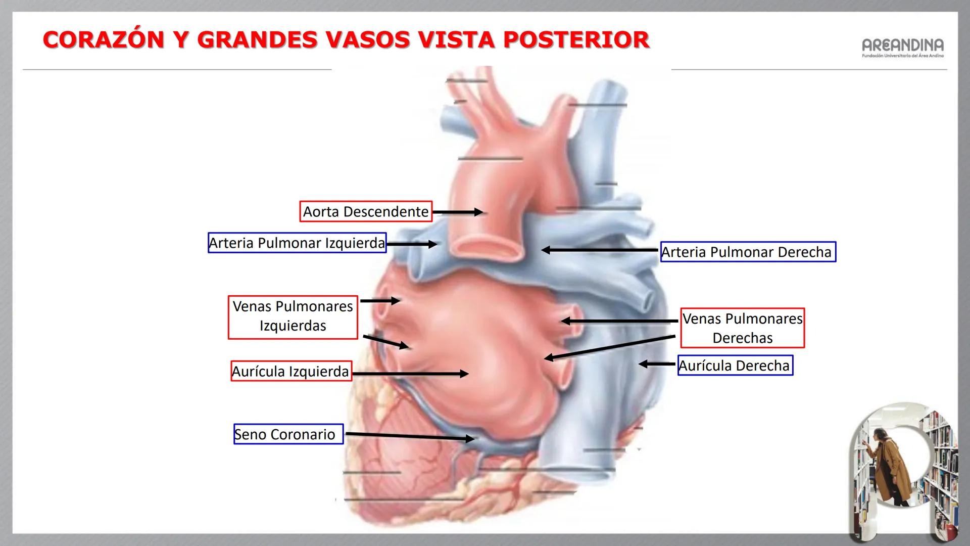 # ENFERMERÍA
# MORFOFISIOLOGÍA I
Sistema Cardiovascular
- Sistema Linfático
AREANDINA
Fundación Universitaria del Área Andina # VASOS SA