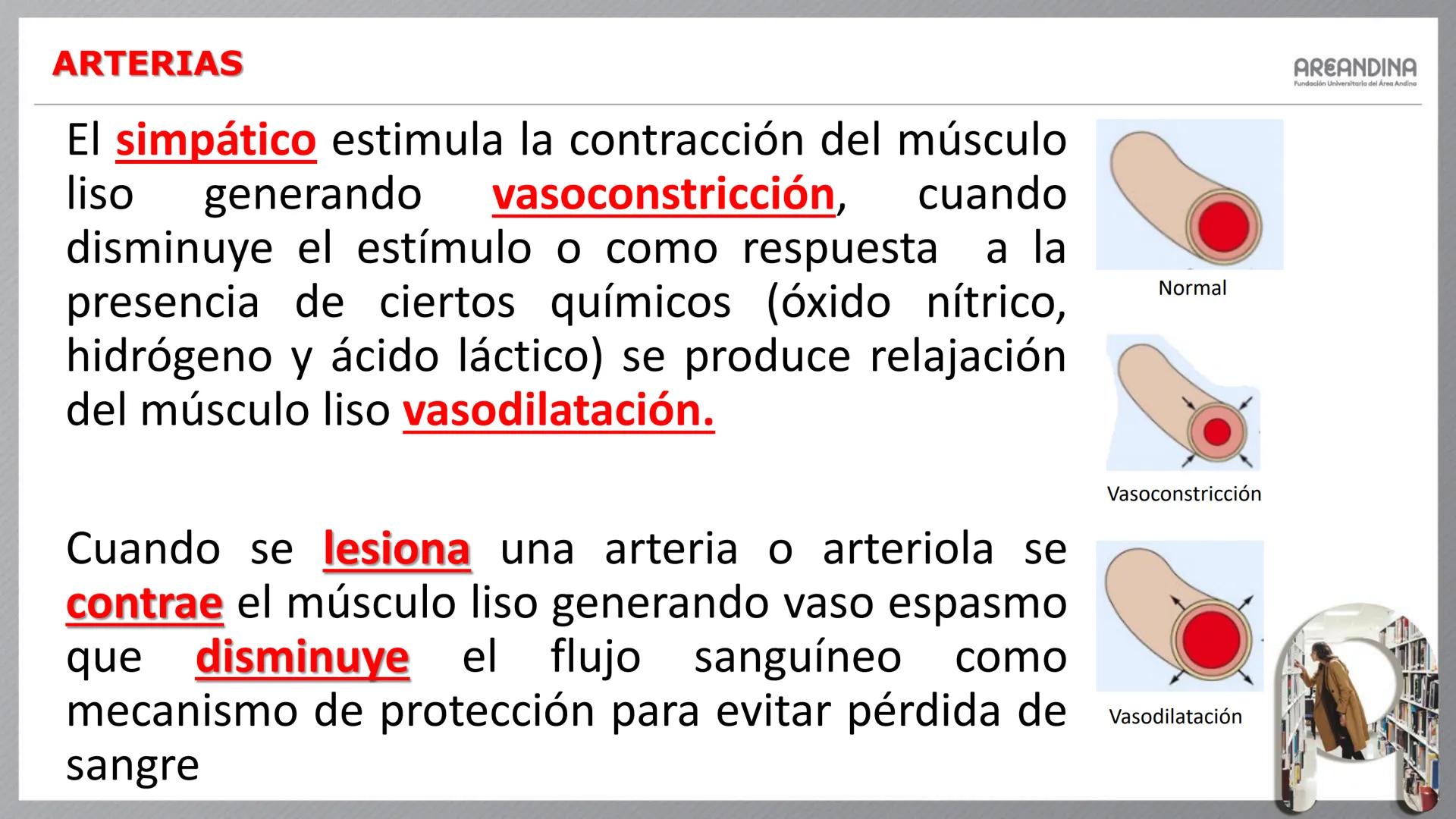 # ENFERMERÍA
# MORFOFISIOLOGÍA I
Sistema Cardiovascular
- Sistema Linfático
AREANDINA
Fundación Universitaria del Área Andina # VASOS SA