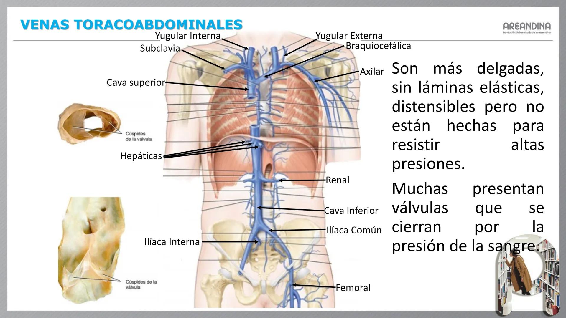 # ENFERMERÍA
# MORFOFISIOLOGÍA I
Sistema Cardiovascular
- Sistema Linfático
AREANDINA
Fundación Universitaria del Área Andina # VASOS SA