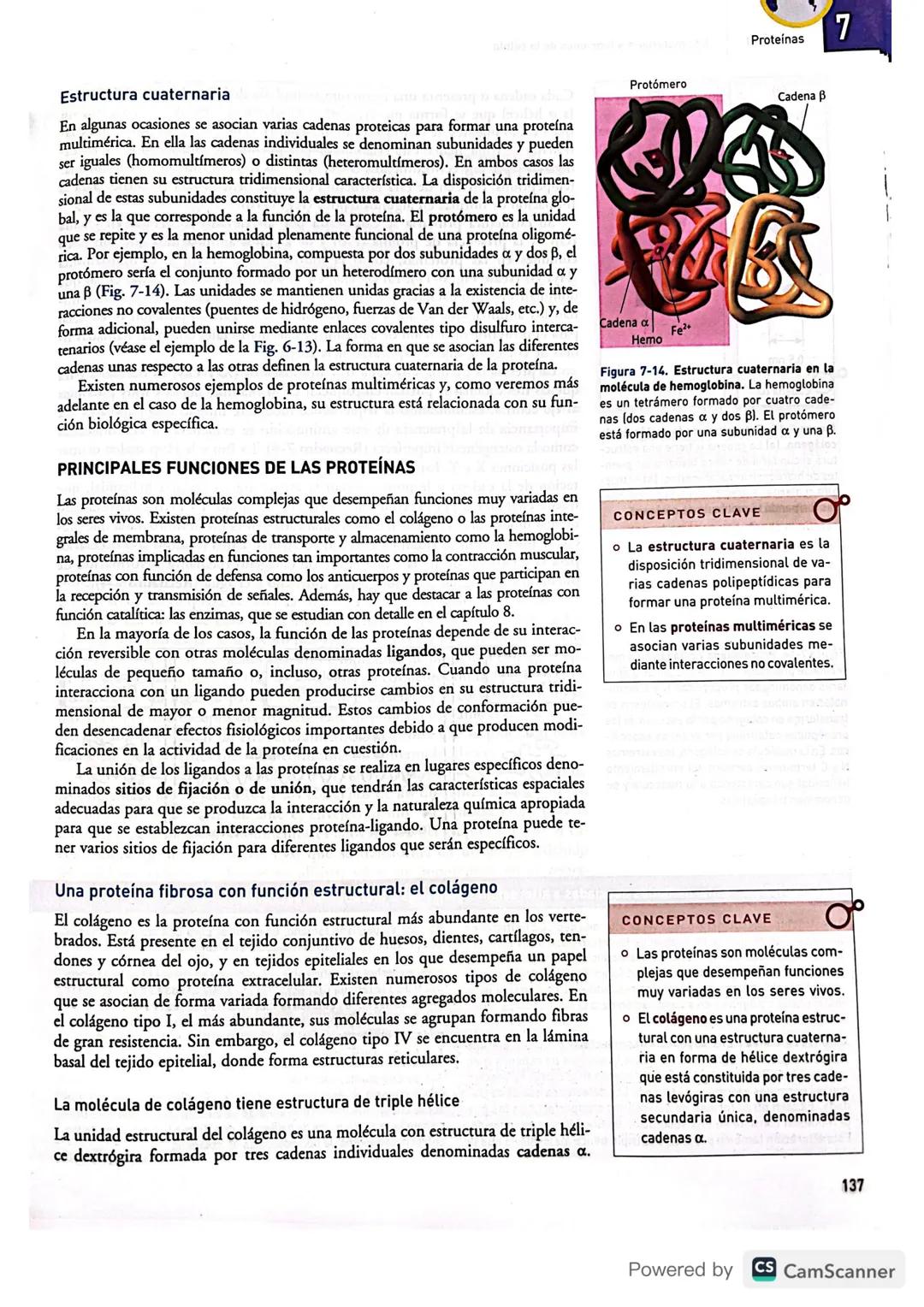 # BIBLIOTECA
UBES
# Proteínas
7
CONTENIDOS
* Introducción
* Niveles estructurales
de las proteínas
* Principales funciones
de las prot