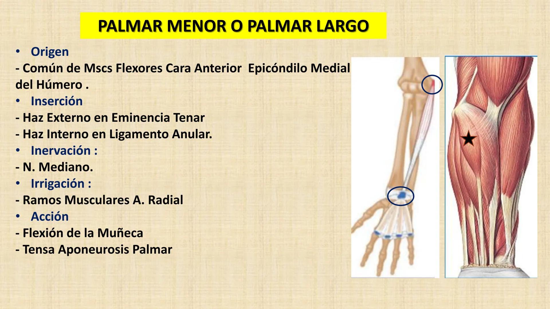 UCN
Universided Central de Nicaragua
Músculos
Miembro Superior
Antebrazo
Dr. Orsini Flores Monterrey
Ortopedia - Traumatología # OBJETIVOS
