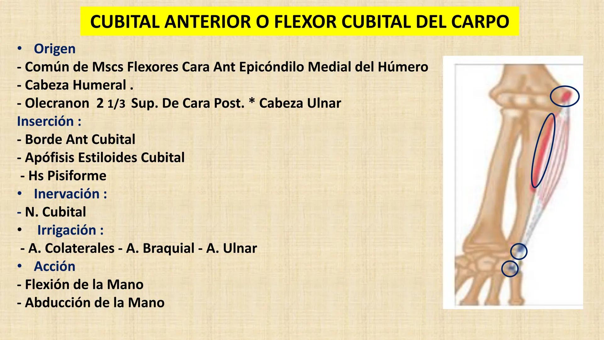 UCN
Universided Central de Nicaragua
Músculos
Miembro Superior
Antebrazo
Dr. Orsini Flores Monterrey
Ortopedia - Traumatología # OBJETIVOS