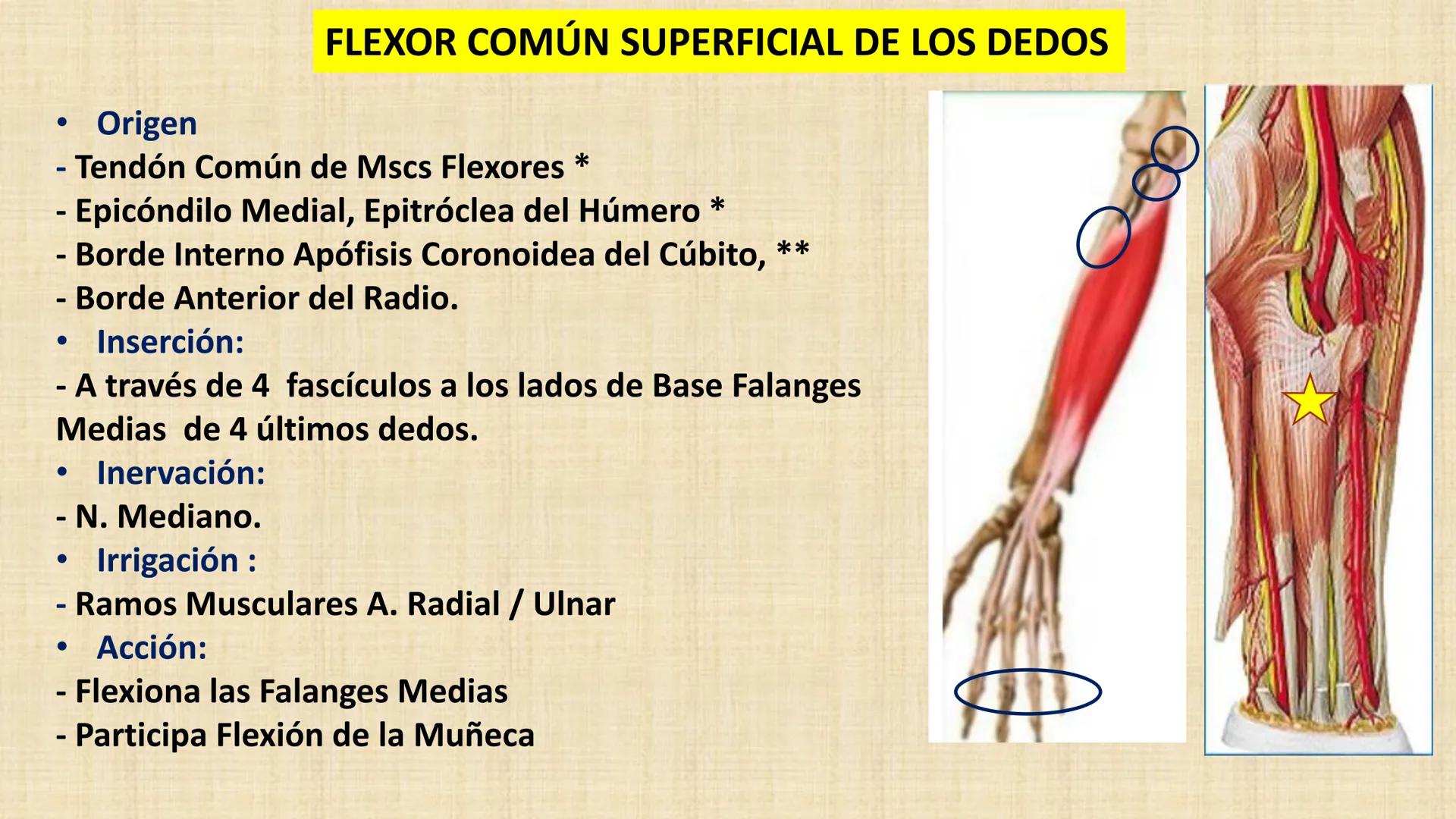 UCN
Universided Central de Nicaragua
Músculos
Miembro Superior
Antebrazo
Dr. Orsini Flores Monterrey
Ortopedia - Traumatología # OBJETIVOS