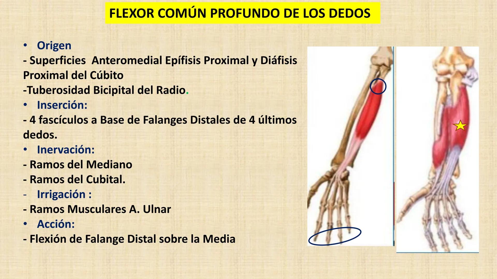 UCN
Universided Central de Nicaragua
Músculos
Miembro Superior
Antebrazo
Dr. Orsini Flores Monterrey
Ortopedia - Traumatología # OBJETIVOS