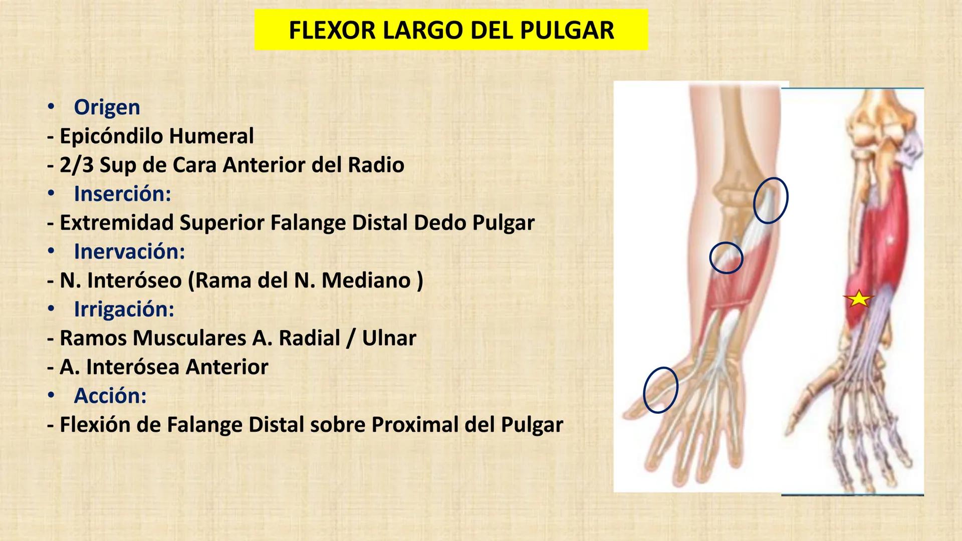 UCN
Universided Central de Nicaragua
Músculos
Miembro Superior
Antebrazo
Dr. Orsini Flores Monterrey
Ortopedia - Traumatología # OBJETIVOS