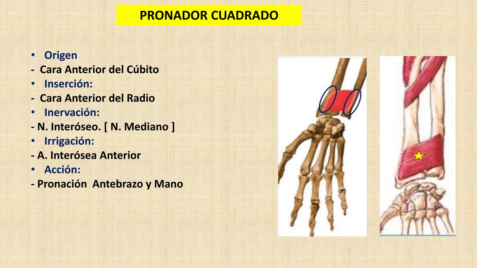 UCN
Universided Central de Nicaragua
Músculos
Miembro Superior
Antebrazo
Dr. Orsini Flores Monterrey
Ortopedia - Traumatología # OBJETIVOS