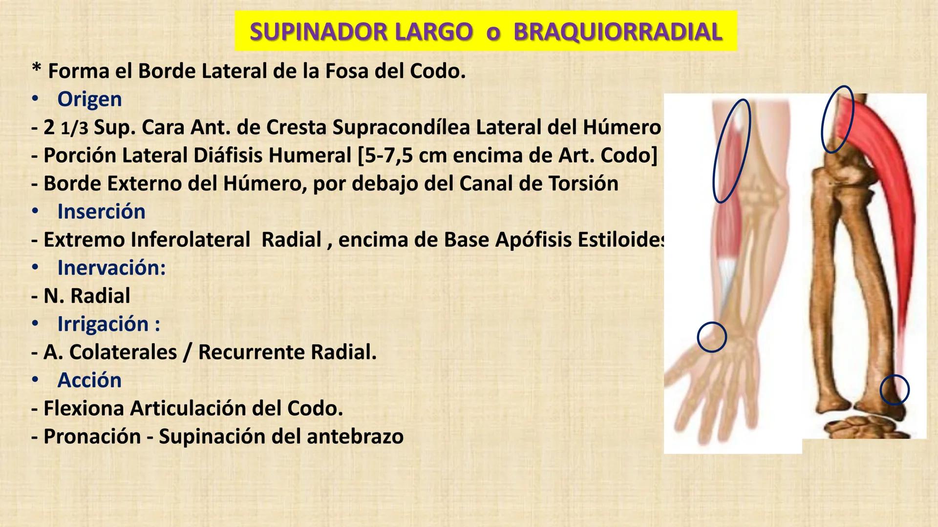 UCN
Universided Central de Nicaragua
Músculos
Miembro Superior
Antebrazo
Dr. Orsini Flores Monterrey
Ortopedia - Traumatología # OBJETIVOS