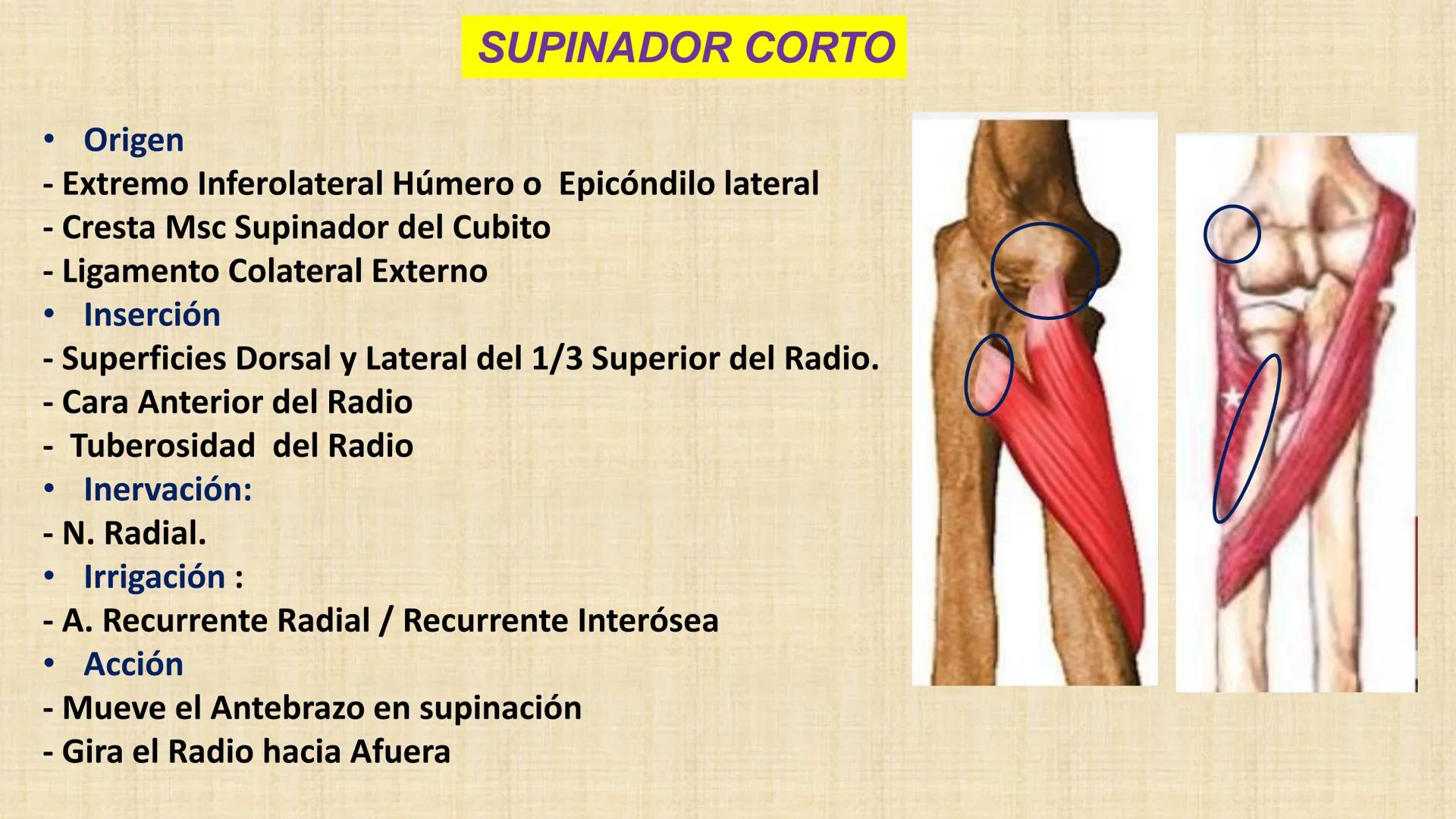 UCN
Universided Central de Nicaragua
Músculos
Miembro Superior
Antebrazo
Dr. Orsini Flores Monterrey
Ortopedia - Traumatología # OBJETIVOS