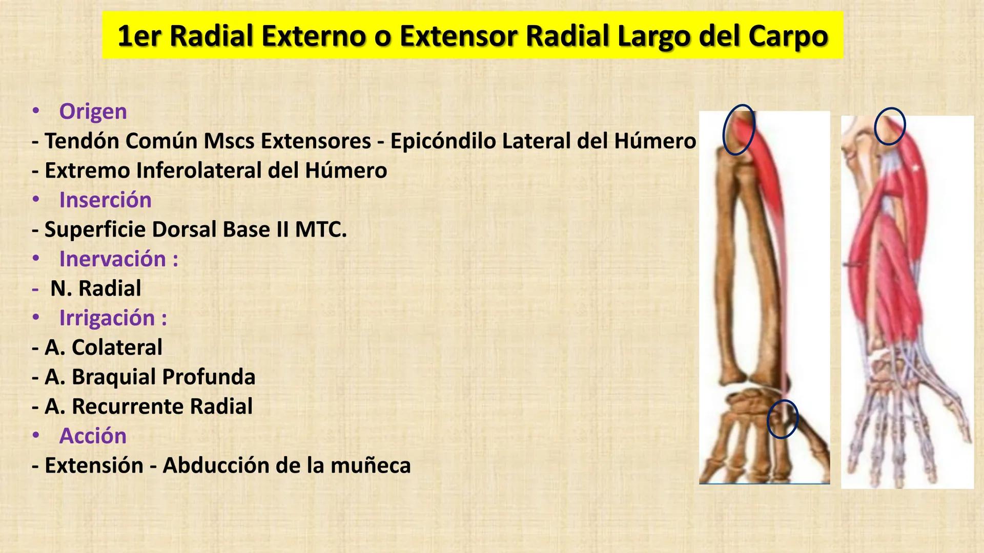 UCN
Universided Central de Nicaragua
Músculos
Miembro Superior
Antebrazo
Dr. Orsini Flores Monterrey
Ortopedia - Traumatología # OBJETIVOS