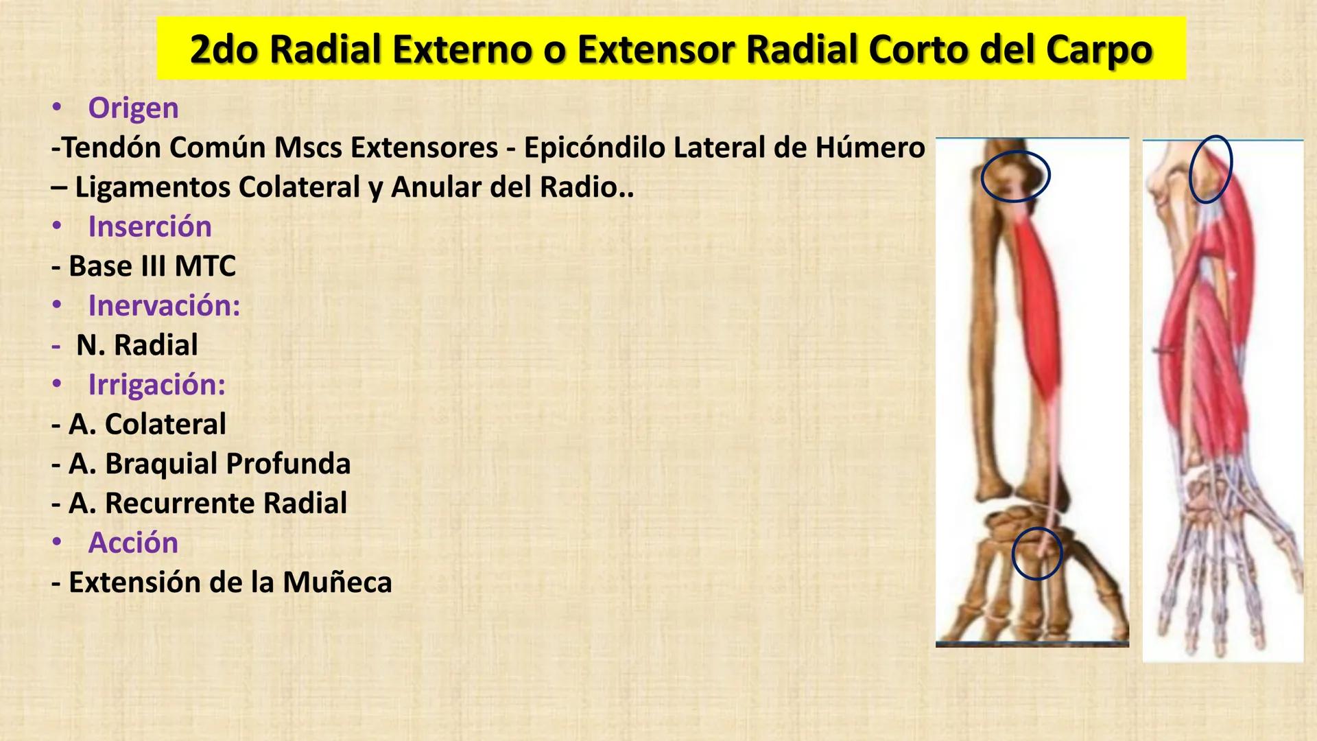 UCN
Universided Central de Nicaragua
Músculos
Miembro Superior
Antebrazo
Dr. Orsini Flores Monterrey
Ortopedia - Traumatología # OBJETIVOS