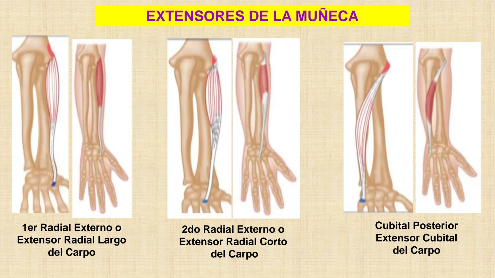 UCN
Universided Central de Nicaragua
Músculos
Miembro Superior
Antebrazo
Dr. Orsini Flores Monterrey
Ortopedia - Traumatología # OBJETIVOS