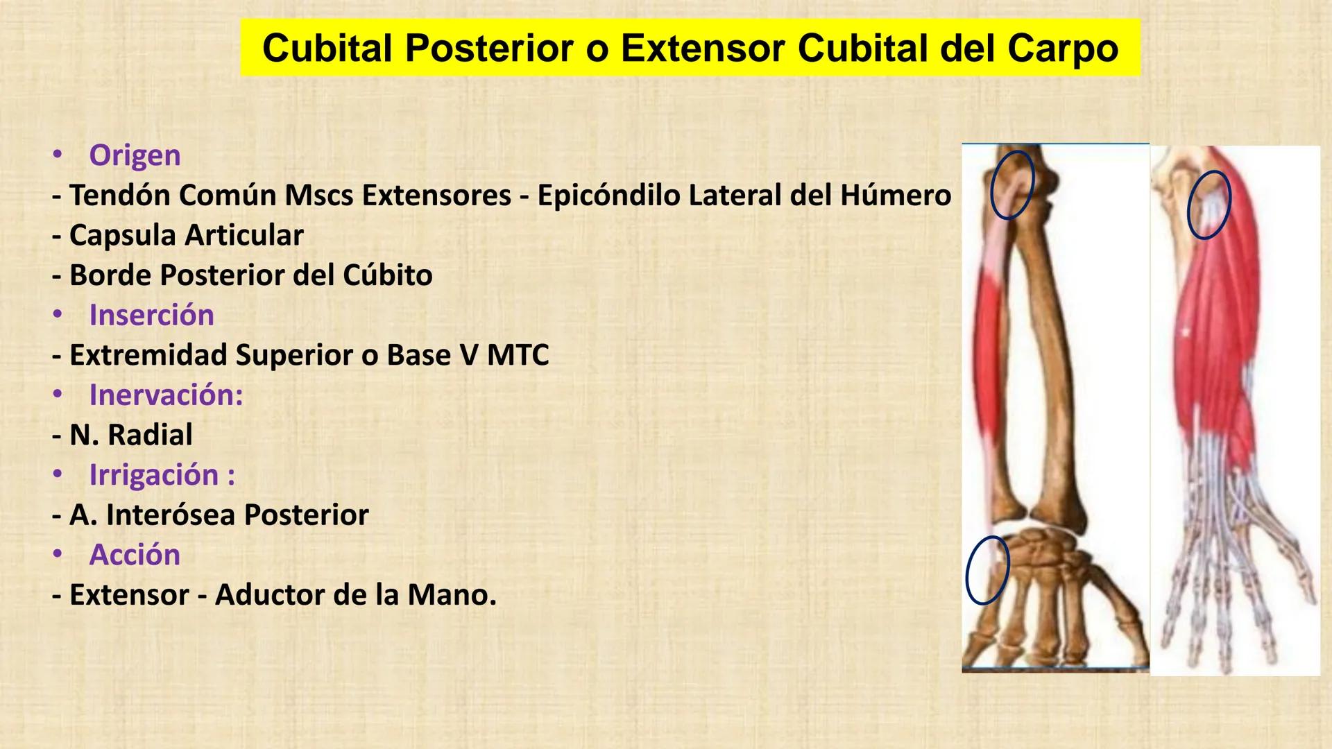 UCN
Universided Central de Nicaragua
Músculos
Miembro Superior
Antebrazo
Dr. Orsini Flores Monterrey
Ortopedia - Traumatología # OBJETIVOS