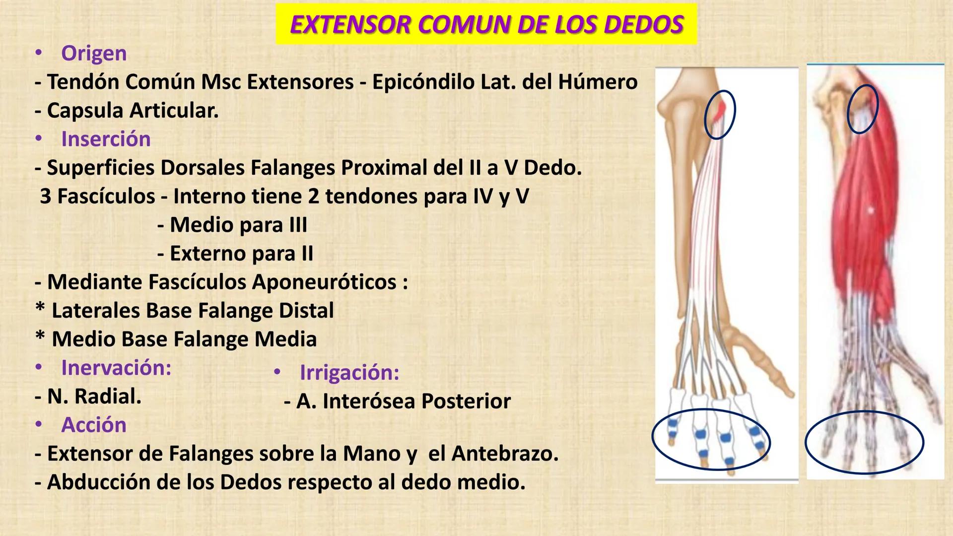 UCN
Universided Central de Nicaragua
Músculos
Miembro Superior
Antebrazo
Dr. Orsini Flores Monterrey
Ortopedia - Traumatología # OBJETIVOS