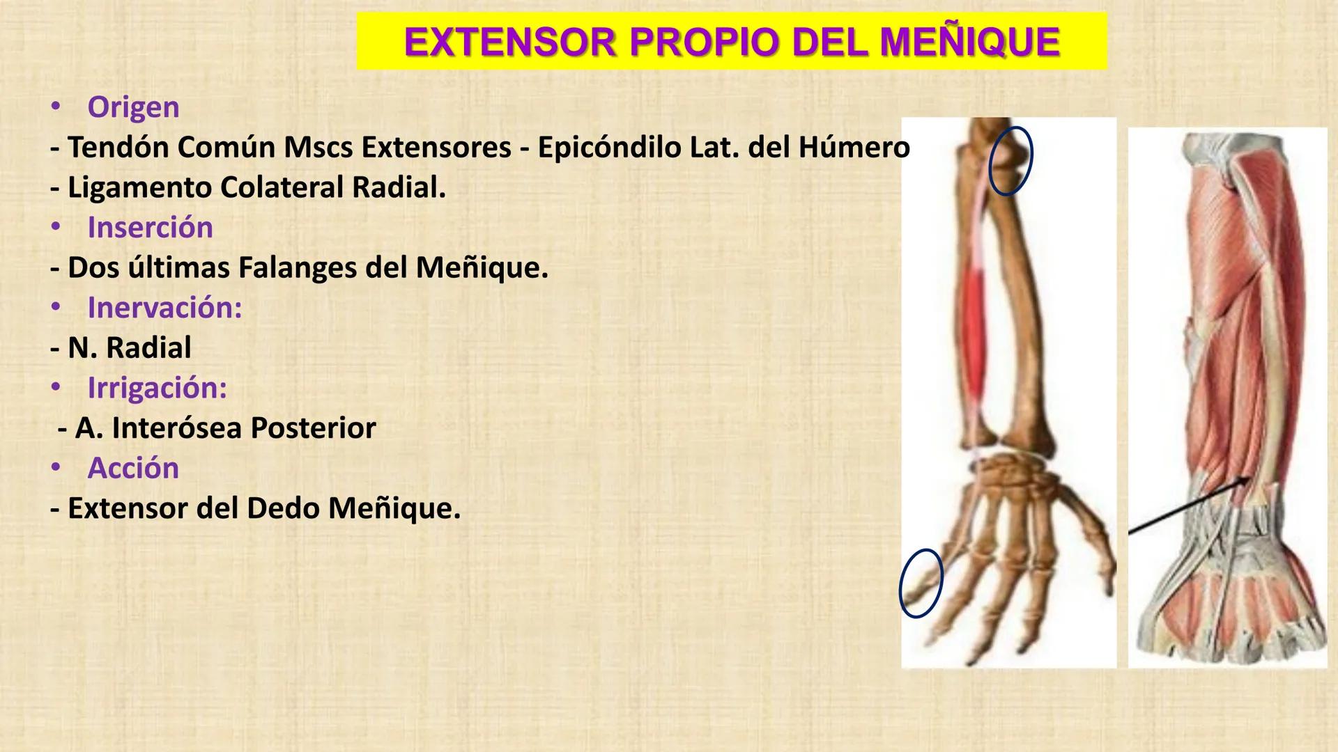 UCN
Universided Central de Nicaragua
Músculos
Miembro Superior
Antebrazo
Dr. Orsini Flores Monterrey
Ortopedia - Traumatología # OBJETIVOS