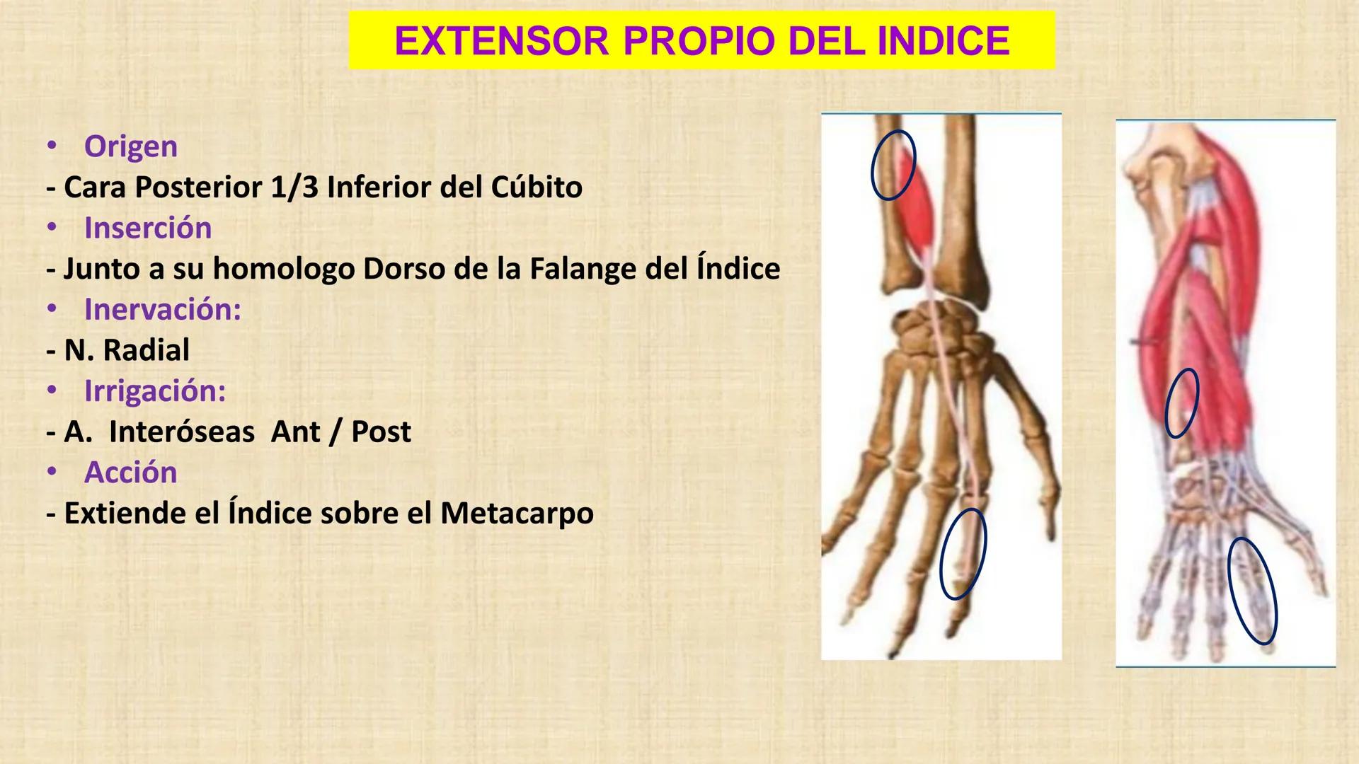 UCN
Universided Central de Nicaragua
Músculos
Miembro Superior
Antebrazo
Dr. Orsini Flores Monterrey
Ortopedia - Traumatología # OBJETIVOS