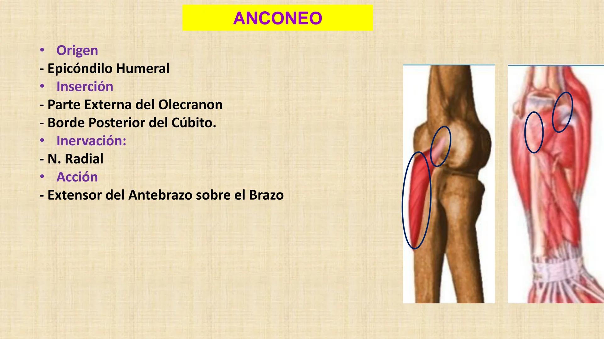 UCN
Universided Central de Nicaragua
Músculos
Miembro Superior
Antebrazo
Dr. Orsini Flores Monterrey
Ortopedia - Traumatología # OBJETIVOS