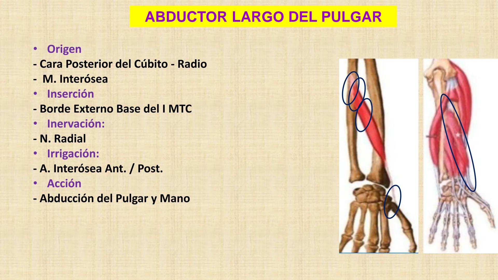 UCN
Universided Central de Nicaragua
Músculos
Miembro Superior
Antebrazo
Dr. Orsini Flores Monterrey
Ortopedia - Traumatología # OBJETIVOS