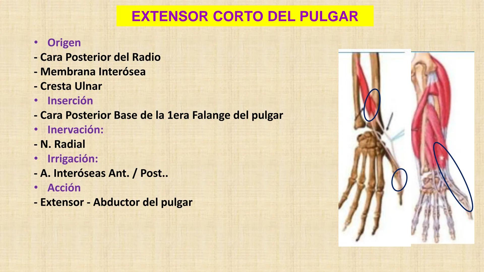 UCN
Universided Central de Nicaragua
Músculos
Miembro Superior
Antebrazo
Dr. Orsini Flores Monterrey
Ortopedia - Traumatología # OBJETIVOS