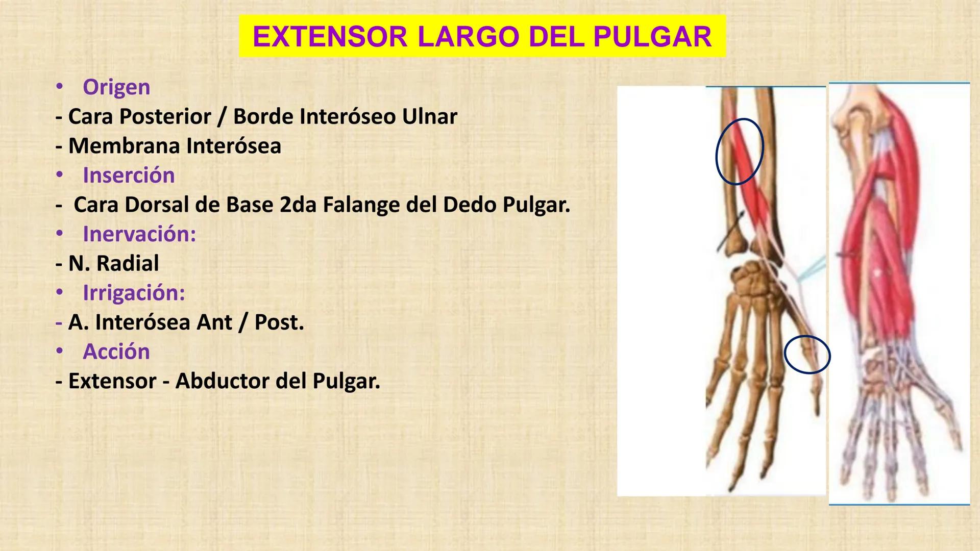UCN
Universided Central de Nicaragua
Músculos
Miembro Superior
Antebrazo
Dr. Orsini Flores Monterrey
Ortopedia - Traumatología # OBJETIVOS