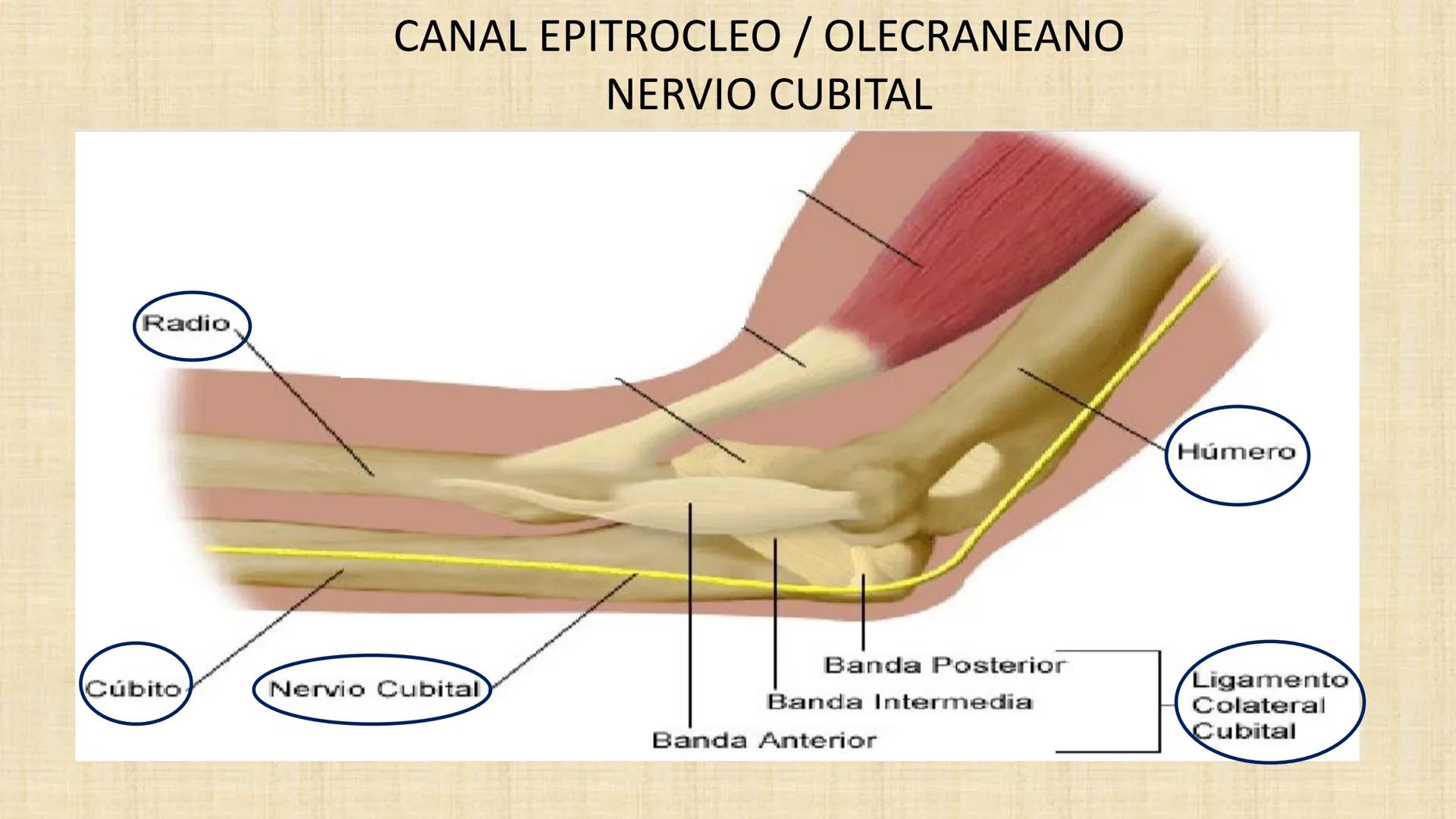 UCN
Universided Central de Nicaragua
Músculos
Miembro Superior
Antebrazo
Dr. Orsini Flores Monterrey
Ortopedia - Traumatología # OBJETIVOS