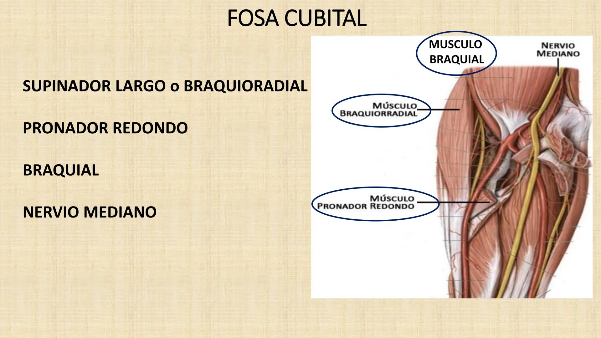 UCN
Universided Central de Nicaragua
Músculos
Miembro Superior
Antebrazo
Dr. Orsini Flores Monterrey
Ortopedia - Traumatología # OBJETIVOS