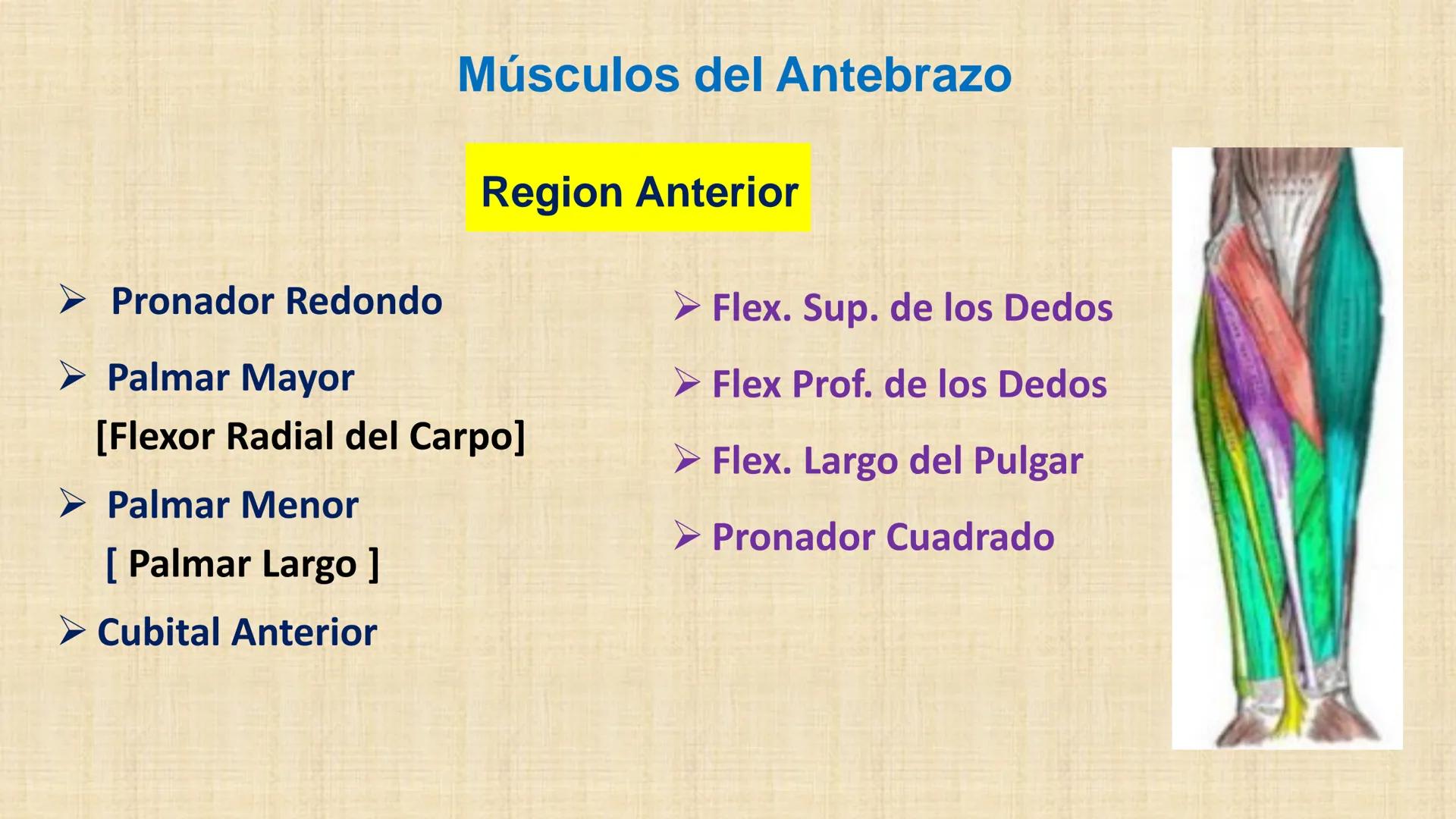 UCN
Universided Central de Nicaragua
Músculos
Miembro Superior
Antebrazo
Dr. Orsini Flores Monterrey
Ortopedia - Traumatología # OBJETIVOS