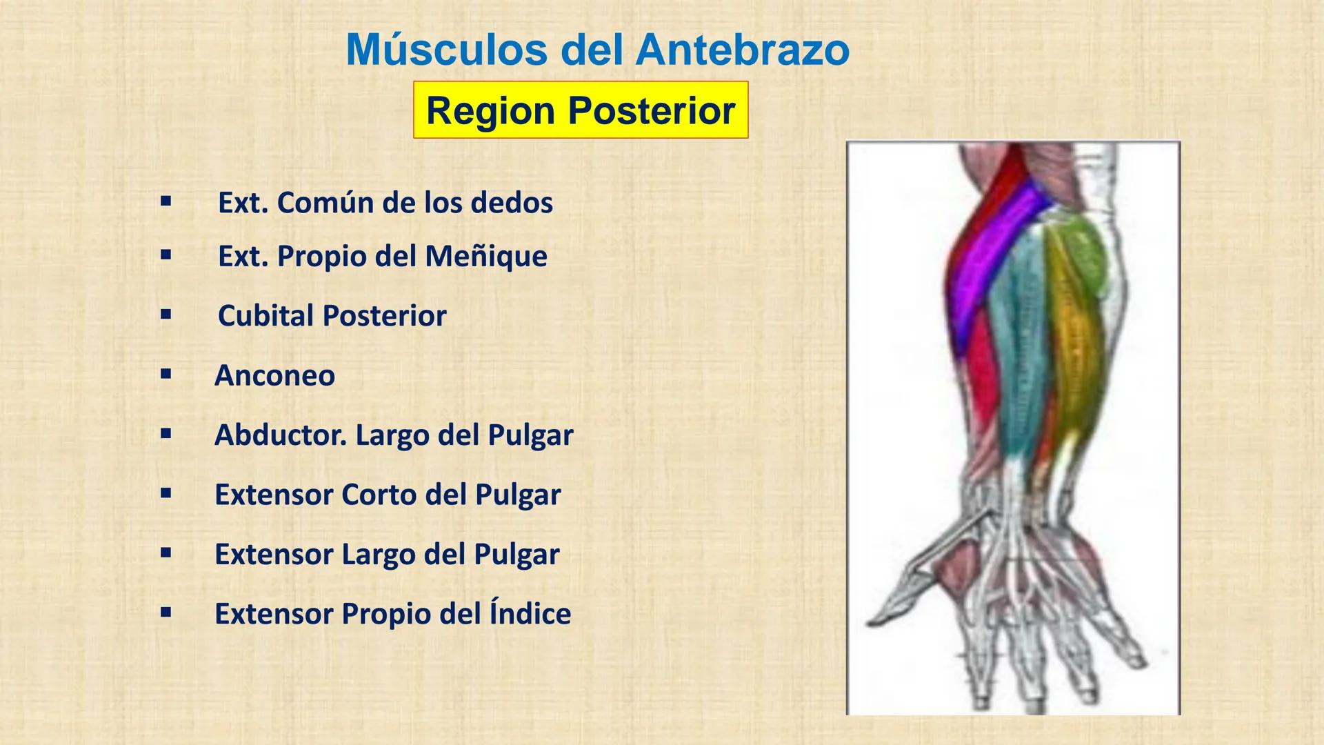 UCN
Universided Central de Nicaragua
Músculos
Miembro Superior
Antebrazo
Dr. Orsini Flores Monterrey
Ortopedia - Traumatología # OBJETIVOS